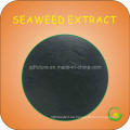 Braunes Algen-Extraktpulver